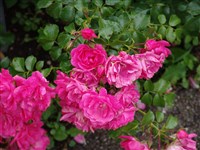 Heiditraum [Род роза (шиповник) – Rosa L.]