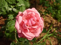 Ilse Haberland [Род роза (шиповник) – Rosa L.]