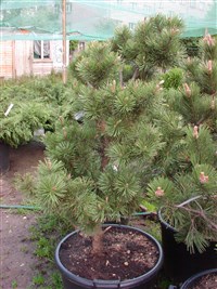 Jeddeloh [Род сосна – Pinus L.]