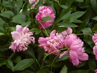 Kelway’s Lovely [Род пеон – Paeonia L.]