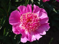 Kelway’s Majestic [Род пеон – Paeonia L.]