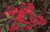 Klampen [Род кизильник – Cotoneaster Med.]
