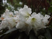 Koichiro Wada [Род рододендрон – Rhododendron L.]