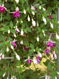 La Campanella [Род фуксия – Fuchsia L.]