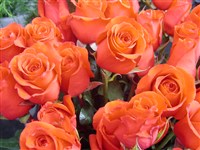 Lady Rose [Род роза (шиповник) – Rosa L.]