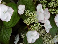 Lanarth White [Род гортензия (гидрангия) – Hydrangea L.]