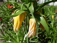 Lutea Maxima [Род фритиллярия (рябчик) – Fritillaria L.]