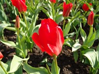Madam Lefeber [Род тюльпан – Tulipa L.]