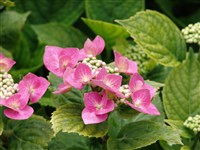Mariesii Perfekta [Род гортензия (гидрангия) – Hydrangea L.]