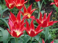 Marylyn [Род тюльпан – Tulipa L.]