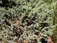 Meyeri [Род можжевельник – Juniperus L.] (1)