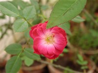 Minima [Род роза (шиповник) – Rosa L.]