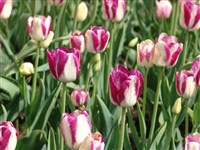 Modern Stile [Род тюльпан – Tulipa L.]