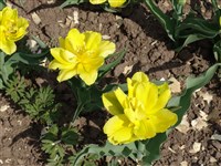 Monte Carlo [Род тюльпан – Tulipa L.]