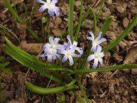 Naburn Blue [Род хионодокса – Chionodoxa Boiss.]