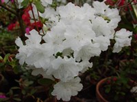 Narcissiflorum [Род рододендрон – Rhododendron L.]