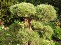 Negishi [Род сосна – Pinus L.]