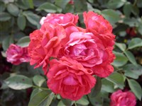 Neues Europa [Род роза (шиповник) – Rosa L.]
