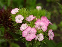 Newport Pink [Род гвоздика – Dianthus L.]