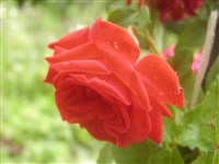 Nordia [Род роза (шиповник) – Rosa L.]