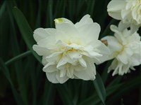 Obdam [Род нарцисс – Narcissus L.]