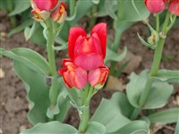 Orange Bouquet [Род тюльпан – Tulipa L.]
