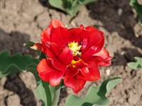 Oranje Nassau [Род тюльпан – Tulipa L.]