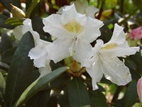 Overstreet [Род рододендрон – Rhododendron L.]