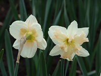 Palmeris [Род нарцисс – Narcissus L.]