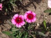 Parfait [Род гвоздика – Dianthus L.] (1)
