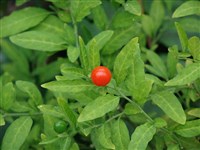 Patersonii [Род паслён – Solanum L.]