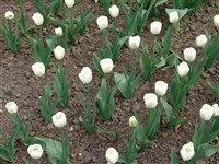 Pax [Род тюльпан – Tulipa L.]