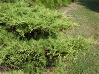 Phitzeriana Aurea [Род можжевельник – Juniperus L.]