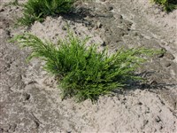 Phitzeriana Compacta [Род можжевельник – Juniperus L.]