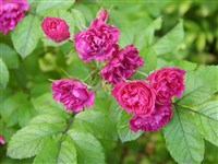 Pink Grootendost [Род роза (шиповник) – Rosa L.]