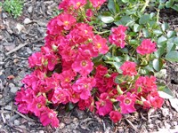 Pink Meidiland [Род роза (шиповник) – Rosa L.]