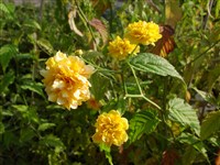 Pleniflora [Род керрия (японская роза) – Kerria DC.]