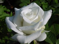 Polarstern [Род роза (шиповник) – Rosa L.]