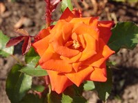 Prominent [Род роза (шиповник) – Rosa L.]