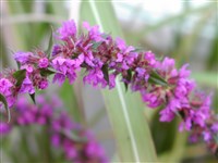 Purple Spires [Род дербенник – Lythrum L.]