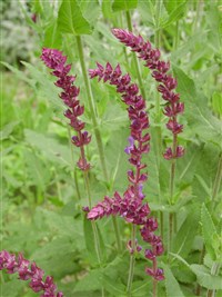 Purpurascens [Род шалфей (сальвия) – Salvia L.] (1)