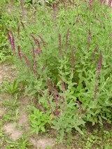 Purpurascens [Род шалфей (сальвия) – Salvia L.] (2)