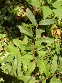 Purpurea [Род ива – Salix L.]