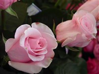 Queen Elizabeth [Род роза (шиповник) – Rosa L.]