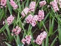 Queen of Pinks [Род гиацинт – Hyacinthus L.]