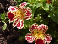 Queen’s Prize [Род мимулюс (губастик) – Mimulus L.] (1)