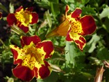 Queen’s Prize [Род мимулюс (губастик) – Mimulus L.] (2)
