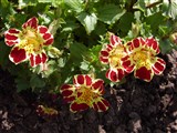 Queen’s Prize [Род мимулюс (губастик) – Mimulus L.] (3)