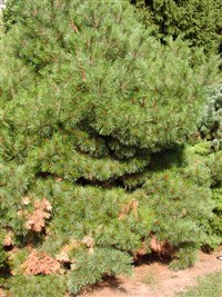 Radiata [Род сосна – Pinus L.] (1)