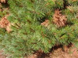 Radiata [Род сосна – Pinus L.] (2)